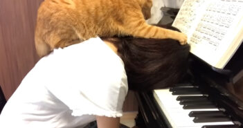 ピアノの練習中に乗ってきた猫