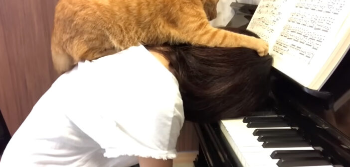 ピアノの練習中に乗ってきた猫