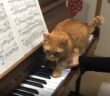 ピアノの練習中に乱入してくる猫