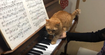 ショパン『革命』のピアノ練習中に猫さんが乱入! 『かまってニャン度』がどんどんエスカレートして大変なことに ( *´艸`) ピアノの練習中に乱入してくる猫