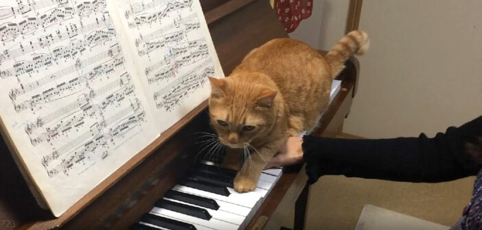 ショパン『革命』のピアノ練習中に猫さんが乱入! 『かまってニャン度』がどんどんエスカレートして大変なことに ( *´艸`)