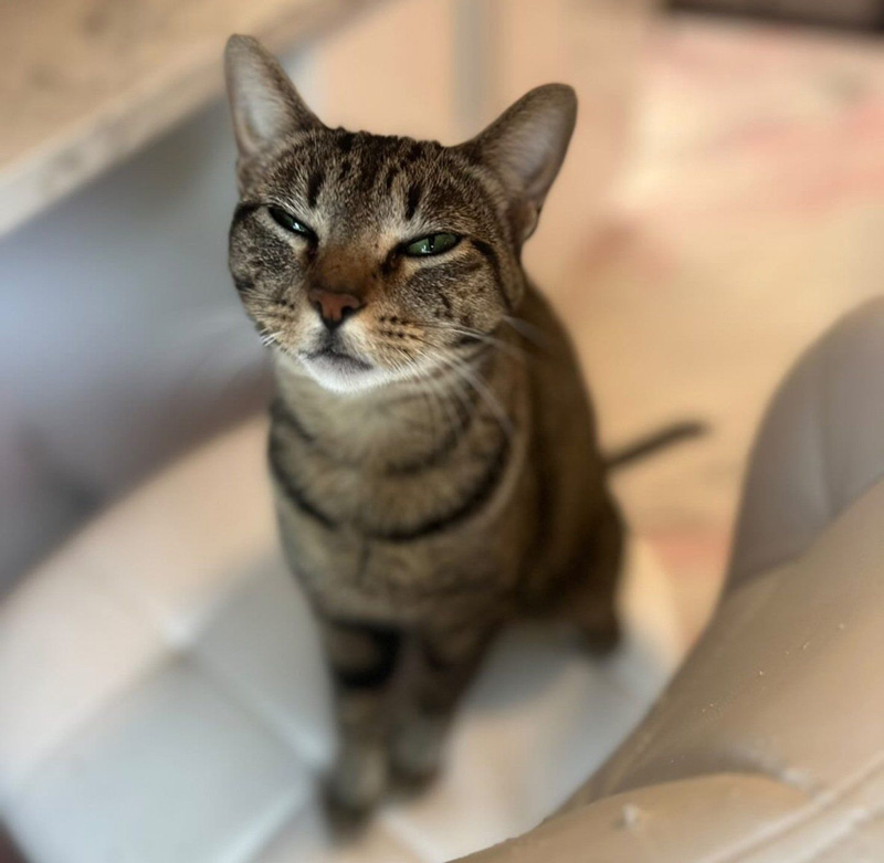 保護された猫