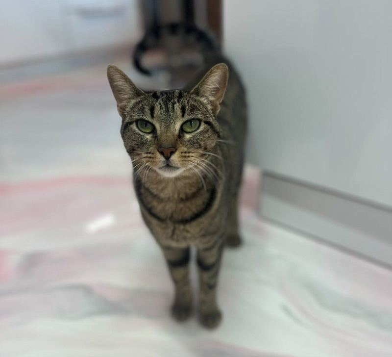 人間のことを信頼した猫