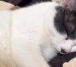 ぷーぷーとイビキをかいて眠る猫