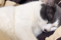 ぷーぷーとイビキをかいて眠る猫