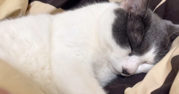 ぷーぷーとイビキをかいて眠る猫