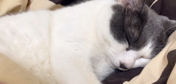 ぷーぷーとイビキをかいて眠る猫