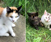 衰弱した体で女性の元に駆け寄った野良猫。病気の子猫達を助けてもらいたくて、女性を子猫達のところまで誘導する