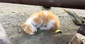 道路脇の子猫
