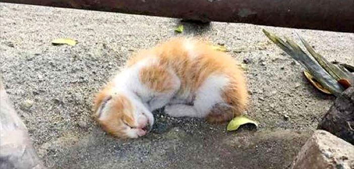 道路脇の子猫