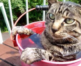 露天風呂が大好きな猫さん。「お風呂だよ」と呼びかけると、「はーい、今いきます」と嬉しそうに駆け寄ってきた♡