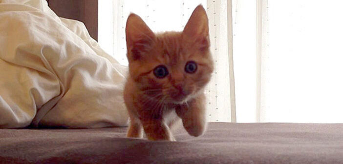 飼い主さんに呼ばれた子猫。元気いっぱいに駆け寄って来るかと思いきや、驚くほどゆ〜っくりと近づいて来て可愛い♡