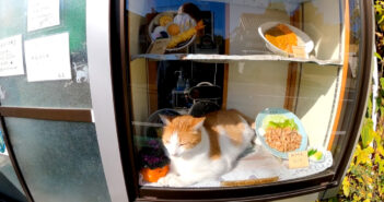 メニューは蕎麦、カレー、焼肉定食、猫!? 蕎麦屋さんのディスプレイで当然のようにくつろぐ猫さんが可愛い♡ 蕎麦屋さんの猫