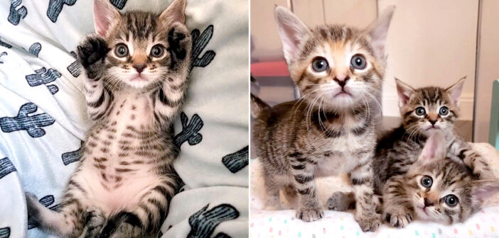 助けを求めて庭で必死に鳴いていた3匹の子猫達。助けてくれた家族の優しさに幸せを感じて、叶えたかった夢を実現させる