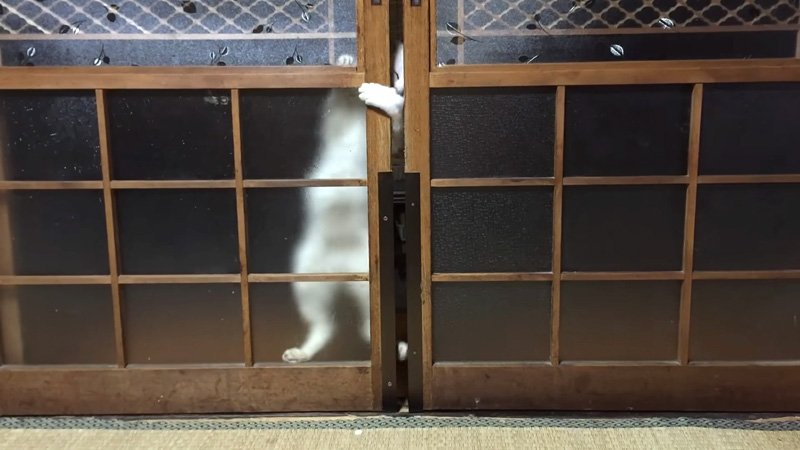 扉をこじ開けようとする猫