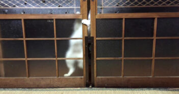 扉をこじ開けようとする猫