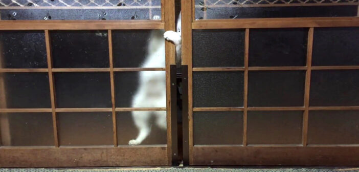 扉をこじ開けようとする猫