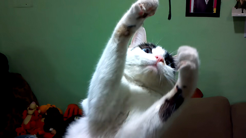ヒモを掴もうとする猫