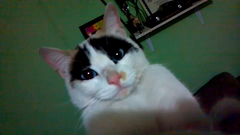 撮影されていることに気づいた猫