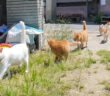 猫島の小学校に登校する猫達