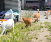 猫島の小学校の登校風景♪ 猫達が次々とやって来て、仲良く一緒に過ごす様子がとっても可愛かった (*´ェ`*)♡