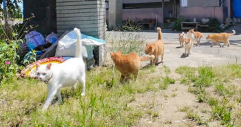 猫島の小学校に登校する猫達