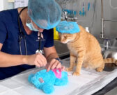 猫のお気に入りのぬいぐるみを『緊急手術』するために看護師さんが介入！ 猫もその様子をハラハラしながら見守る