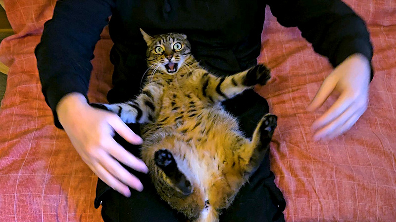 足をくすぐられた猫