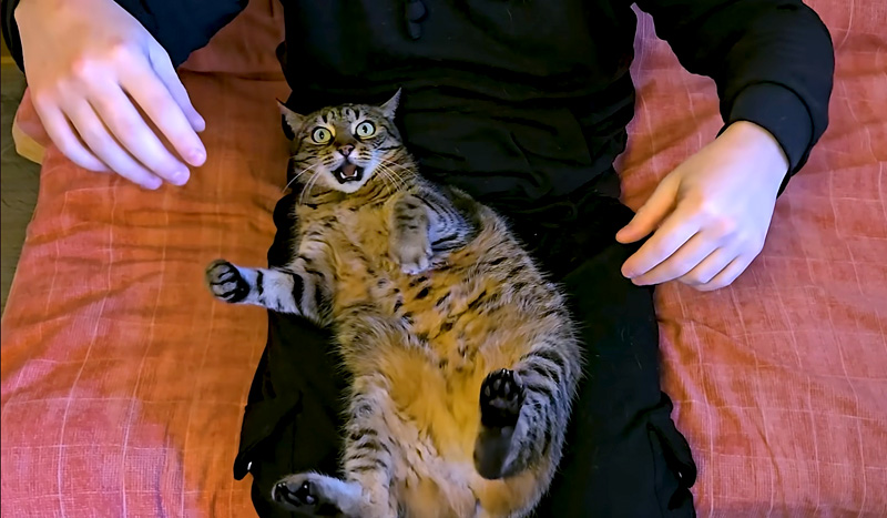 足をくすぐられた猫