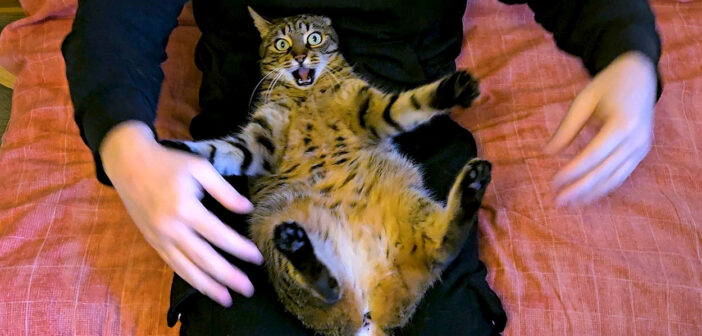 「よくも私の足をくすぐったわね!」と激しく抗議する猫さん。でも飼い主さんからは絶対に離れたくないようで ( *´艸`)