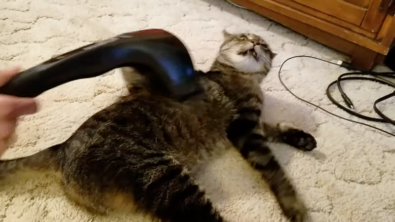 マッサージ機を堪能する猫