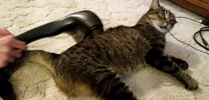マッサージ機で愉悦に浸る猫