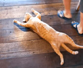 レストランの真ん中で豪快な姿で爆睡していた猫さん。そんな猫さんに対するスタッフの対応が100点満点だった ( *´艸｀)♡