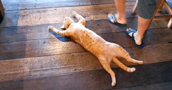 レストランの真ん中で豪快な姿で爆睡していた猫さん。そんな猫さんに対するスタッフの対応が100点満点だった ( *´艸`)♡ レストランの真ん中で爆睡する猫