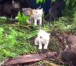 20匹の子猫達