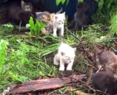 野良猫を保護しようと猫の鳴きマネをすると、20匹の子猫達が現れて、次々と駆け寄って来た!