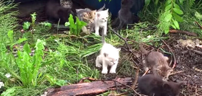 野良猫を保護しようと猫の鳴きマネをすると、20匹の子猫達が現れて、次々と駆け寄って来た！