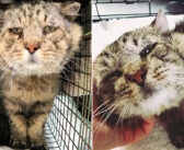 10年以上も野良猫として生き抜いてきた老猫。人間との生活で温かい愛情を感じると、閉ざしていた心に大きな変化が