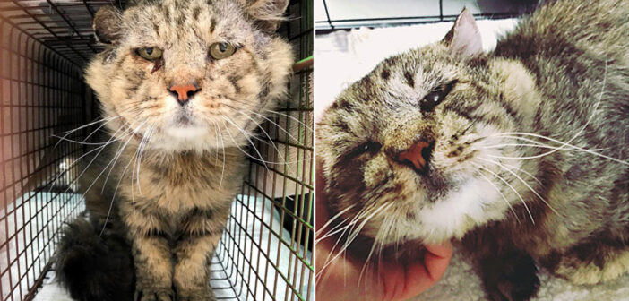 保護された猫