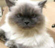 14歳の老猫