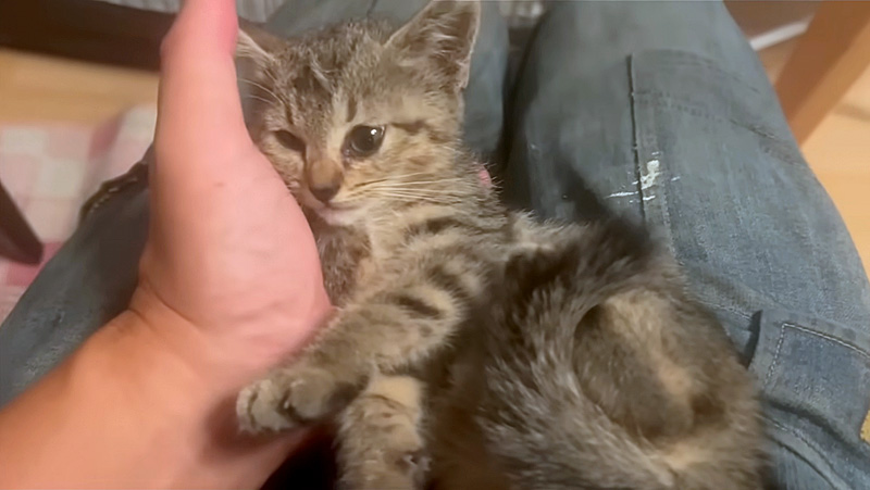 膝の上で甘える子猫
