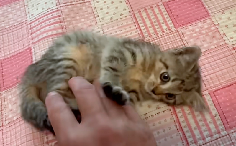 保護の翌日の子猫