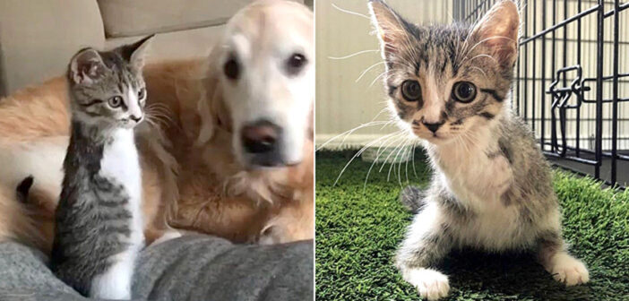 前足の障がいにも負けず、2本足で歩くことを学んだ子猫。温かい家族に見守られながら元気に生きる様子に胸が熱くなる