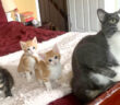 先住猫のことが大好きな子猫達