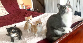 先住猫のことが大好きな子猫達