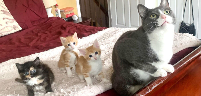 先住猫のことが大好きな子猫達