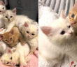 保護された子猫達