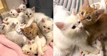 6匹の兄弟と共に保護された茶トラの子猫。目立つ容姿と可愛い個性で、家の中にたくさんの幸せを運び続ける! 保護された子猫達