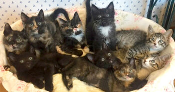 9匹の子猫達を生かすため、自分のご飯を与え続けた母猫。倒れていたところを助けられ、元気を取り戻すと幸せいっぱいに 保護された子猫達