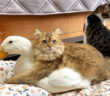 ラブラブな子猫とアヒル
